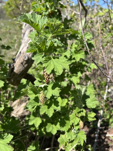 Ribes multiflorum, photograph 3