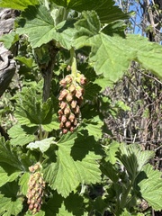 Ribes multiflorum, photograph author not stated, no rights reserved