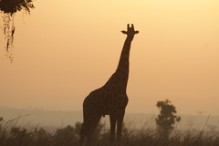 Giraffa camelopardalis antiquorum