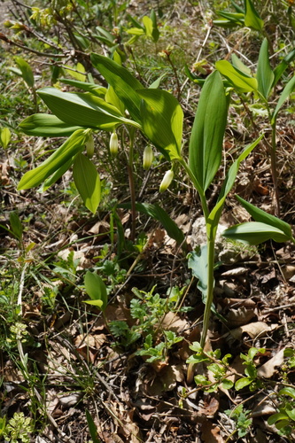 Polygonatum odoratum