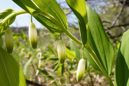 Polygonatum odoratum