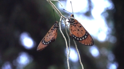 Acraea terpsicore