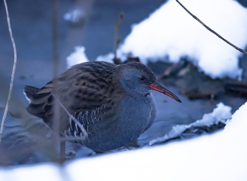 Rascón europeo (Rallus aquaticus)
