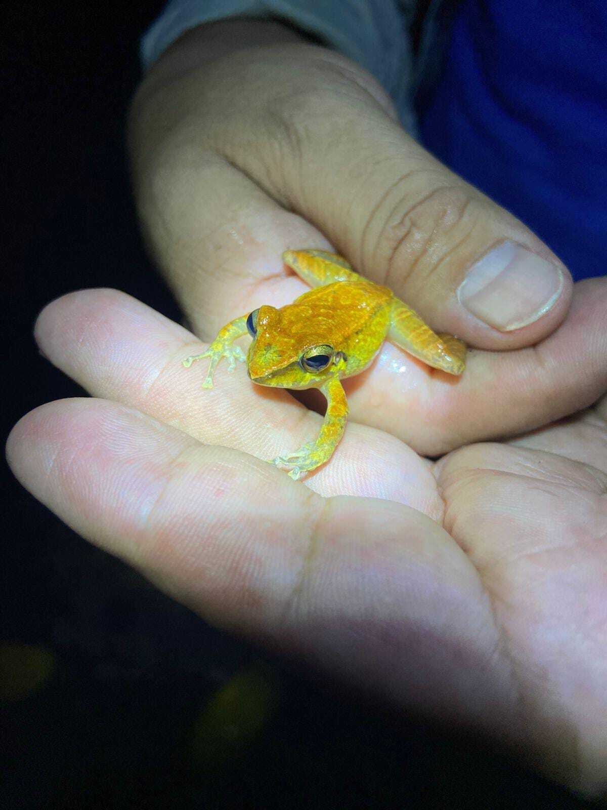 Condor Robber Frog photo 6