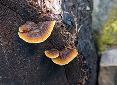 Gloeophyllaceae