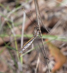 Suhpalacsa subtrahens