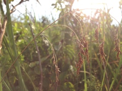 Festuca paradoxa