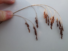 Festuca paradoxa