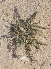 Haplophyllum tuberculatum