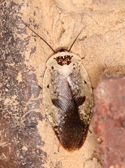 Gyna caffrorum