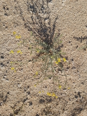 Haplophyllum tuberculatum