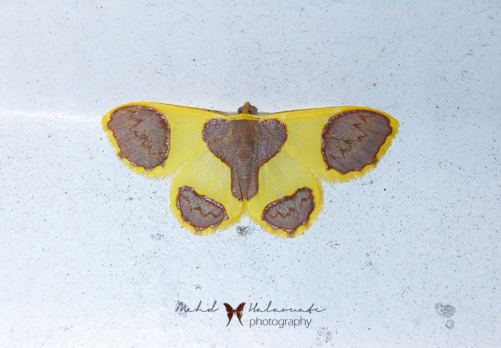 Plutodes chlidana (Plutodes chlidana)