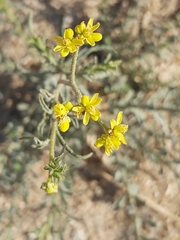 Haplophyllum tuberculatum