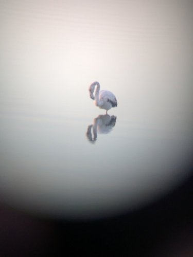 iNaturalist: (c) Ricardo Blanco Calleja, some rights reserved (CC BY-NC), uploaded by Ricardo Blanco Calleja iNaturalist image