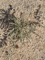 Haplophyllum tuberculatum