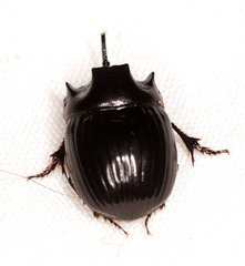 Copris denticulatus