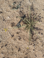 Haplophyllum tuberculatum