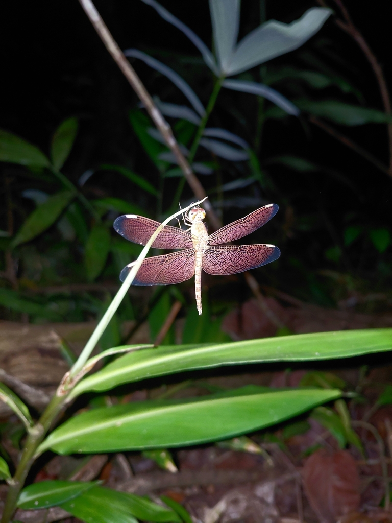 Neurothemis fluctuans (Neurothemis fluctuans)
