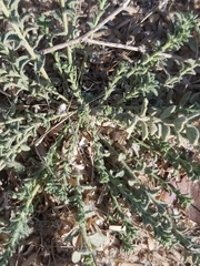 Haplophyllum tuberculatum