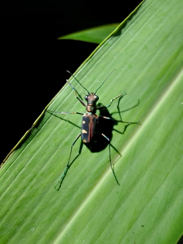 Cicindela aurulenta