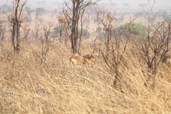 Alcelaphus buselaphus lelwel