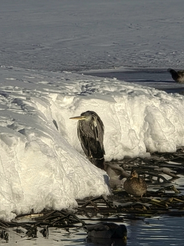 iNaturalist: (c) maria_is, some rights reserved (CC BY-NC), uploaded by maria_is iNaturalist image