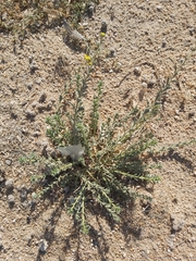 Haplophyllum tuberculatum