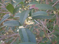Osmanthus