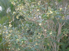 Osmanthus