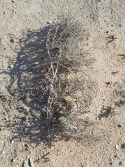 Heliotropium bacciferum