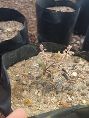 Ledebouria ovalifolia