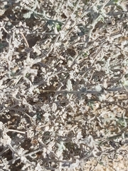 Heliotropium bacciferum