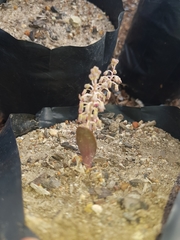 Ledebouria ovalifolia