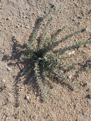 Haplophyllum tuberculatum