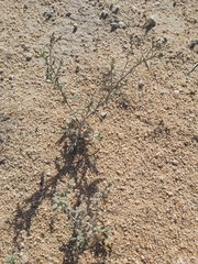 Heliotropium bacciferum