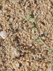 Heliotropium bacciferum