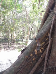 Trichonephila clavipes image
