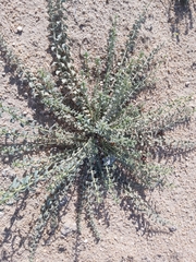 Haplophyllum tuberculatum