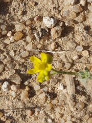Haplophyllum tuberculatum