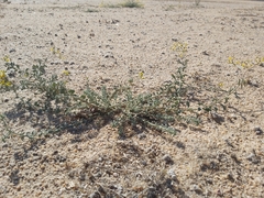 Haplophyllum tuberculatum