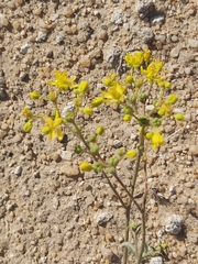 Haplophyllum tuberculatum