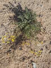 Haplophyllum tuberculatum