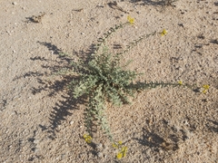 Haplophyllum tuberculatum