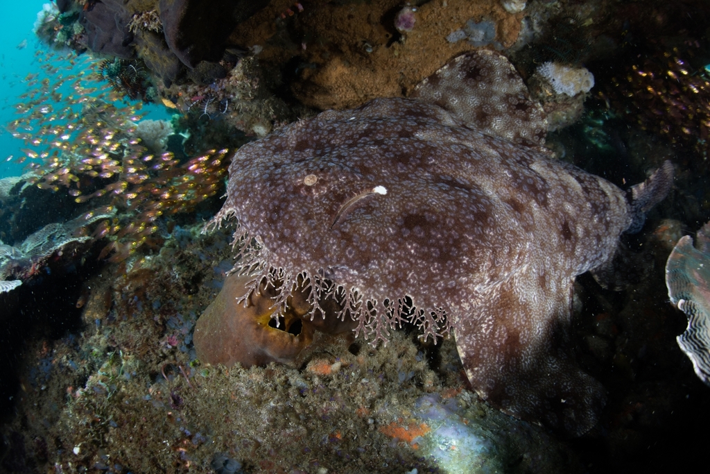 Wobbegongs