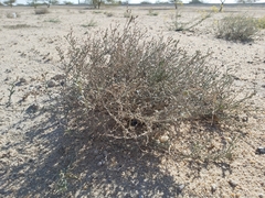 Heliotropium bacciferum