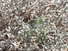 Heliotropium bacciferum