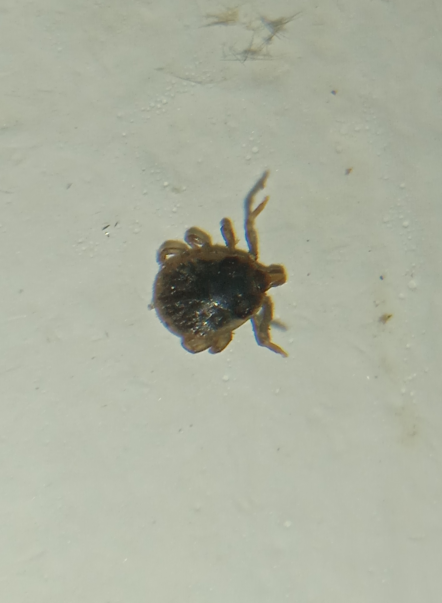 Amblyomma dissimile Koch, 1844