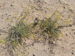 Haplophyllum tuberculatum