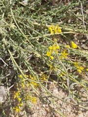 Haplophyllum tuberculatum