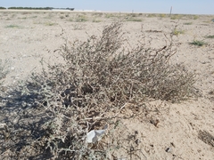 Heliotropium bacciferum